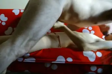 Live ABG Bispak Jakarta Hotel Bintang Lima